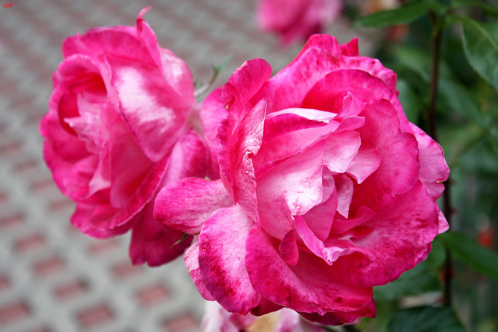 schwächelnde Freitagsrosen