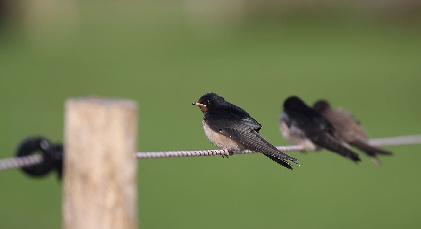 Schwälbchen auf dem Weidezaun 