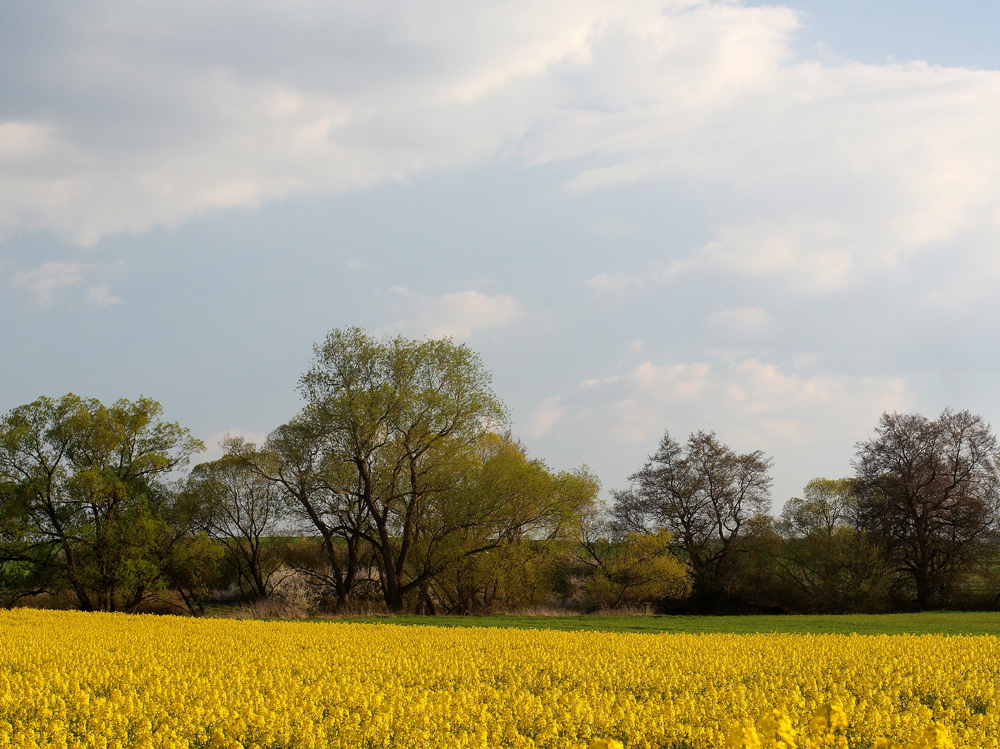 Schwälmer Frühling