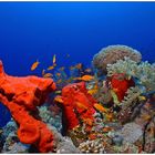 Schwämme, Korallen und anderes