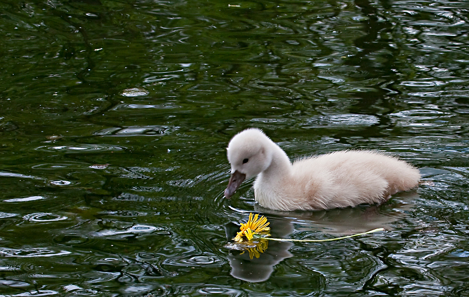 Schwänchen