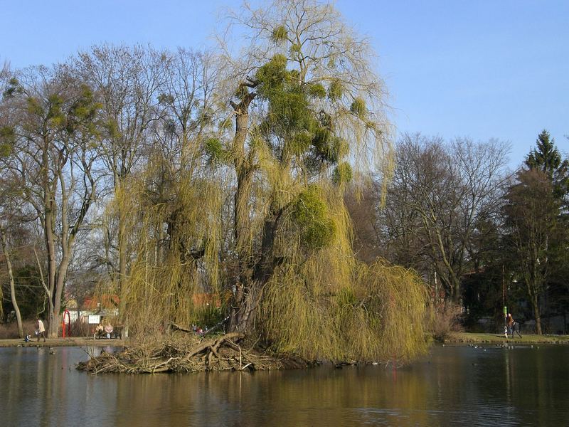 Schwänchensee/Göttingen