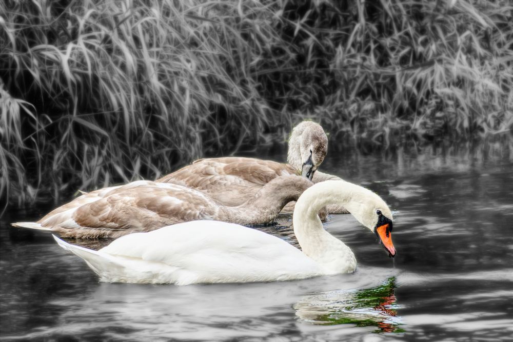 Schwäne Foto & Bild tiere, wildlife, wild lebende vögel Bilder auf