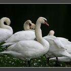 Schwäne am Aachener Weiher