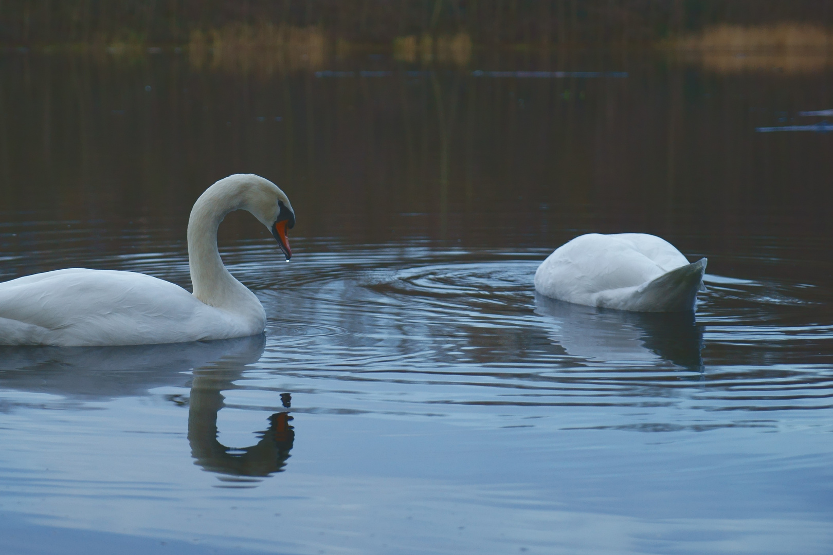 Schwäne am Abend