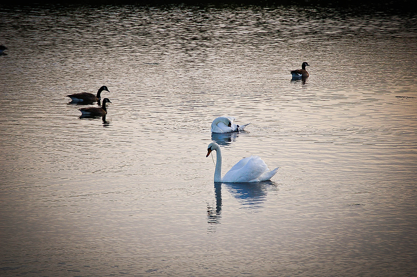 Schwäne am Abend