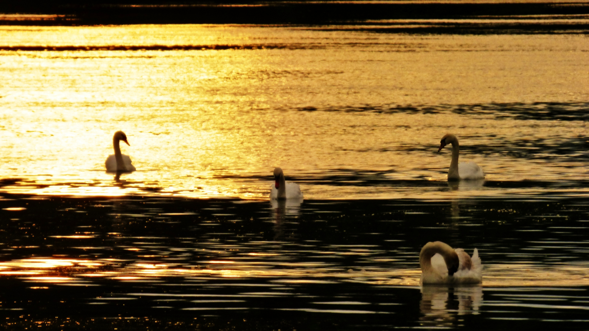 schwäne am Abend