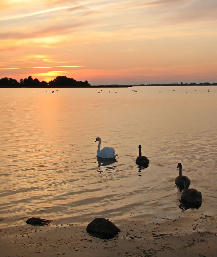 Schwäne am Abend