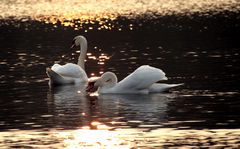 Schwäne am Abend