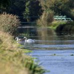 Schwäne am Allerkanal 