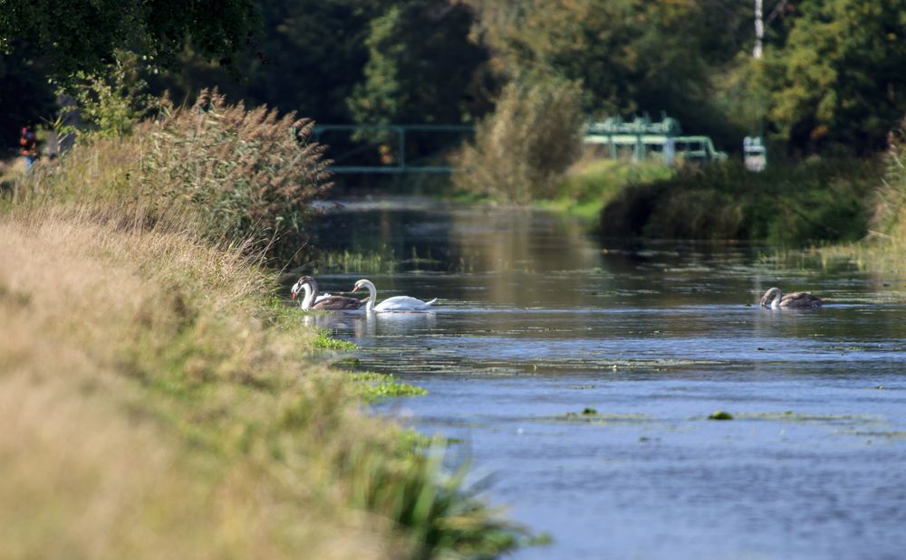 Schwäne am Allerkanal 