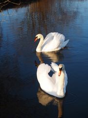 Schwäne am Angelweiher