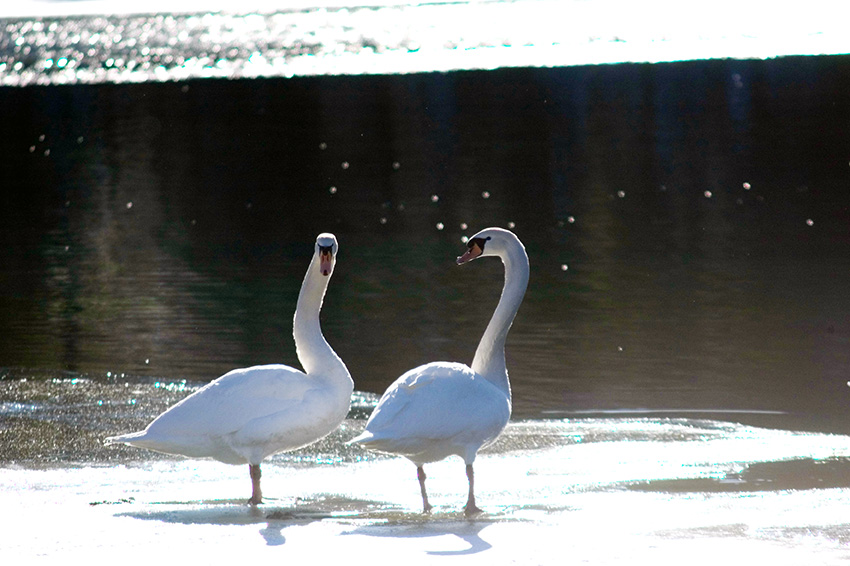 Schwäne am Bergsee beim GAP