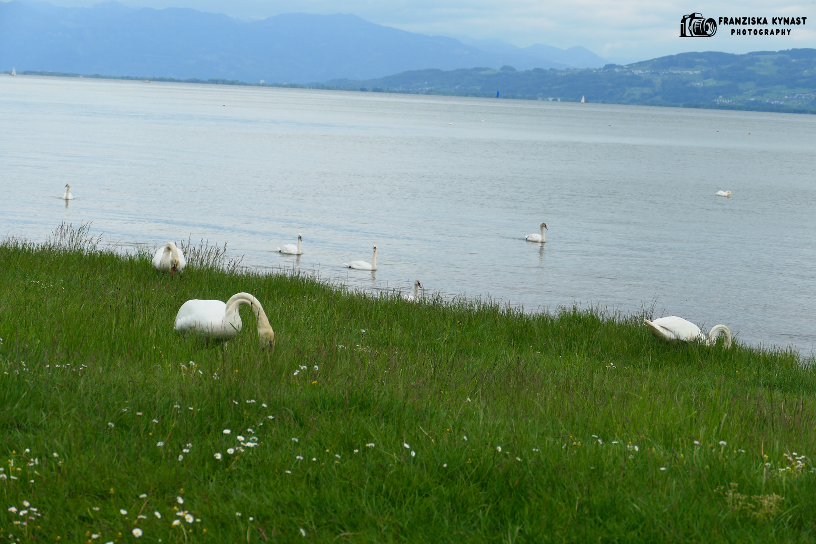 Schwäne am Bodensee