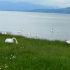 Schwäne am Bodensee