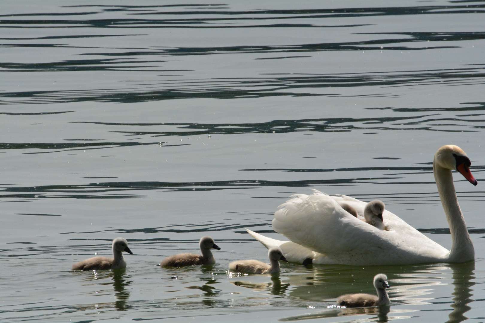 Schwäne am Bodensee 2