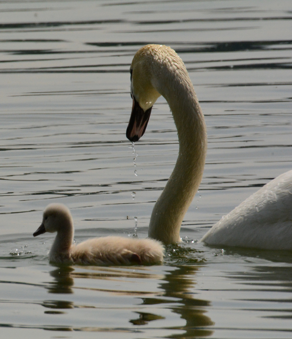 Schwäne am Bodensee