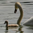 Schwäne am Bodensee