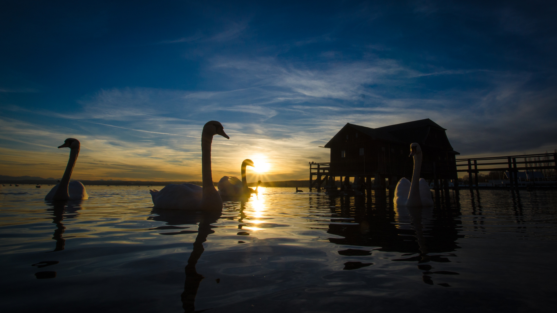 Schwäne am Bootshaus