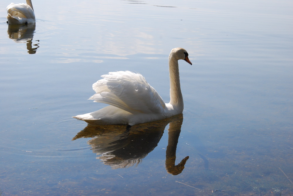 Schwäne am Chiemsee