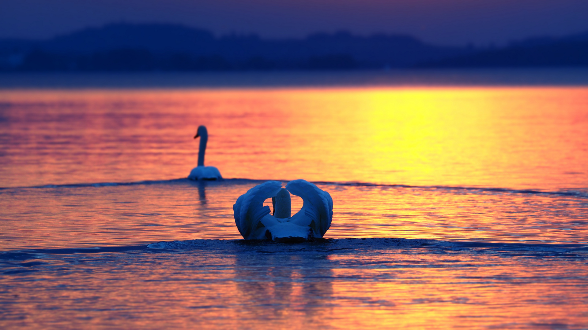 Schwäne am Chiemsee