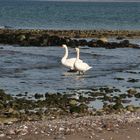 Schwäne am Endorn auf Hiddensee