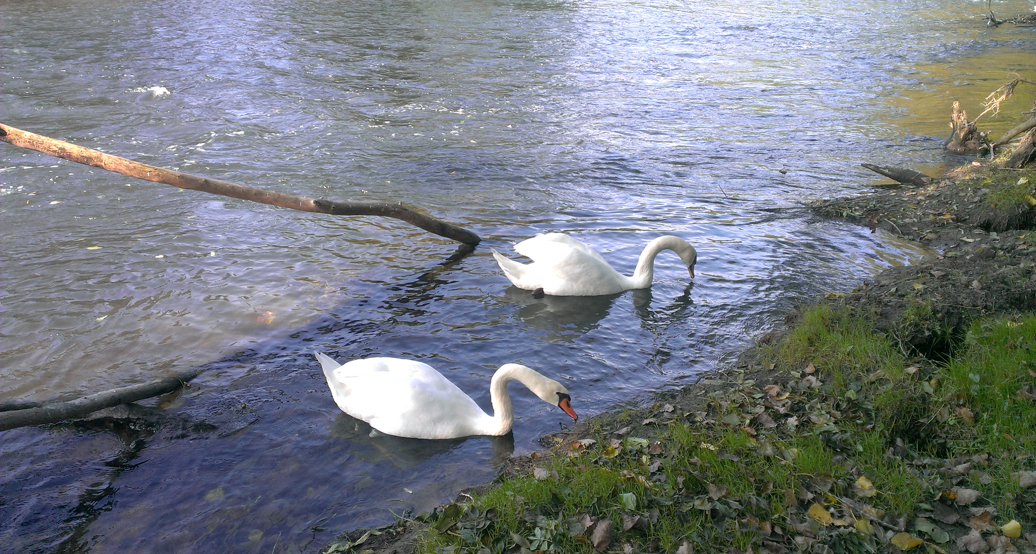 Schwäne am Enzufer