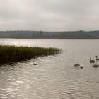 Schwäne am Feisnecksee