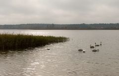 Schwäne am Feisnecksee