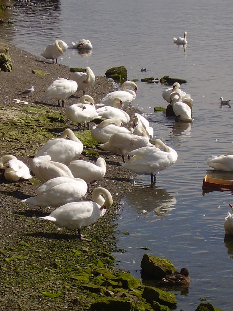 Schwaene am Galway Bay