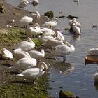 Schwaene am Galway Bay