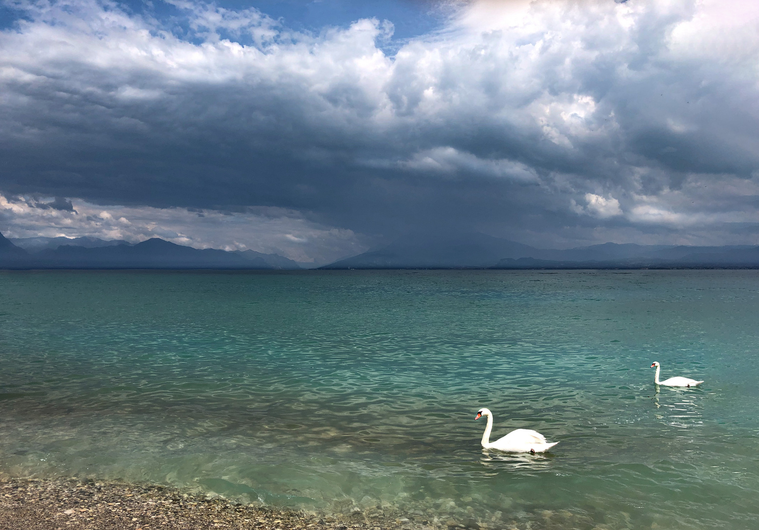 Schwäne am Gardasee