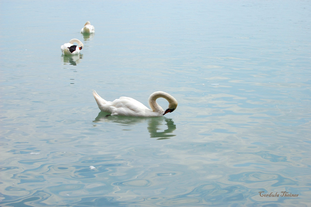 Schwäne am Hafen von Balatonfüred