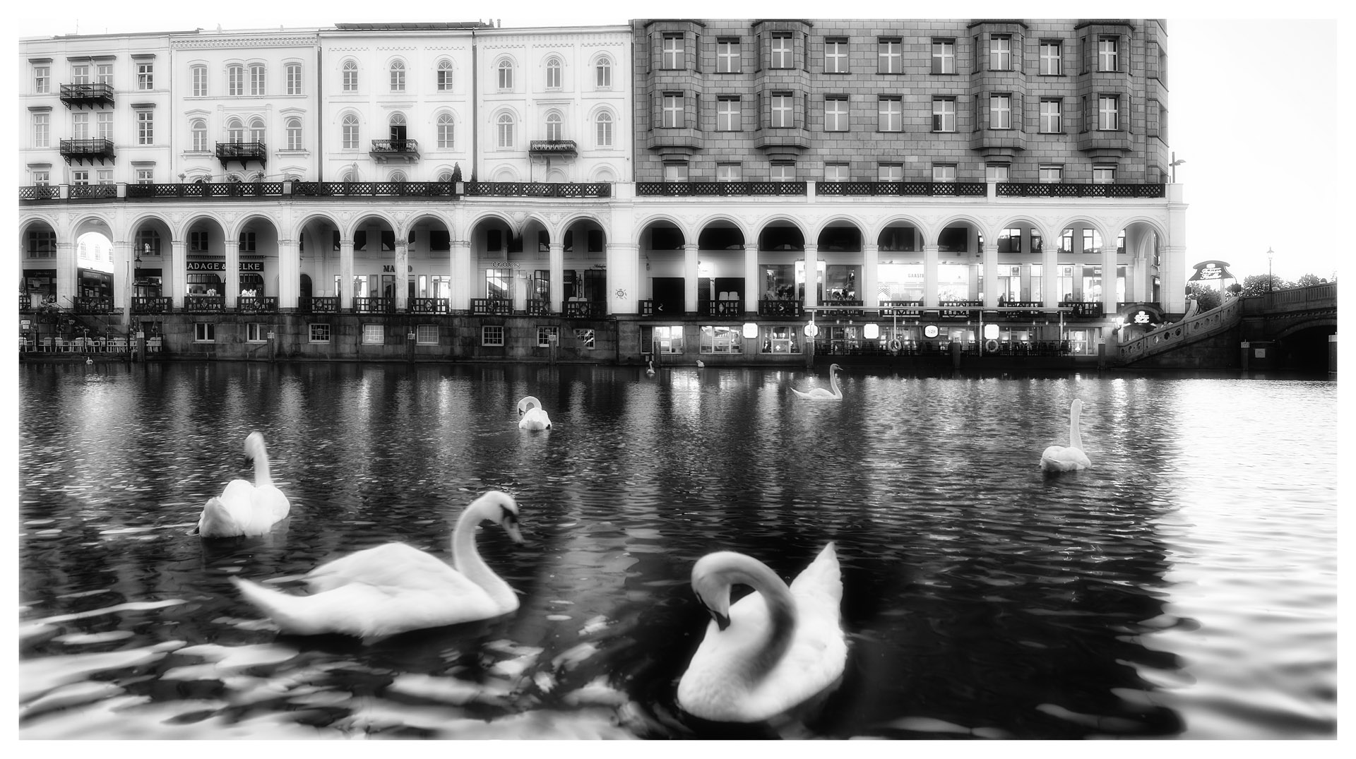 Schwäne am Jungfernsteg Hamburg