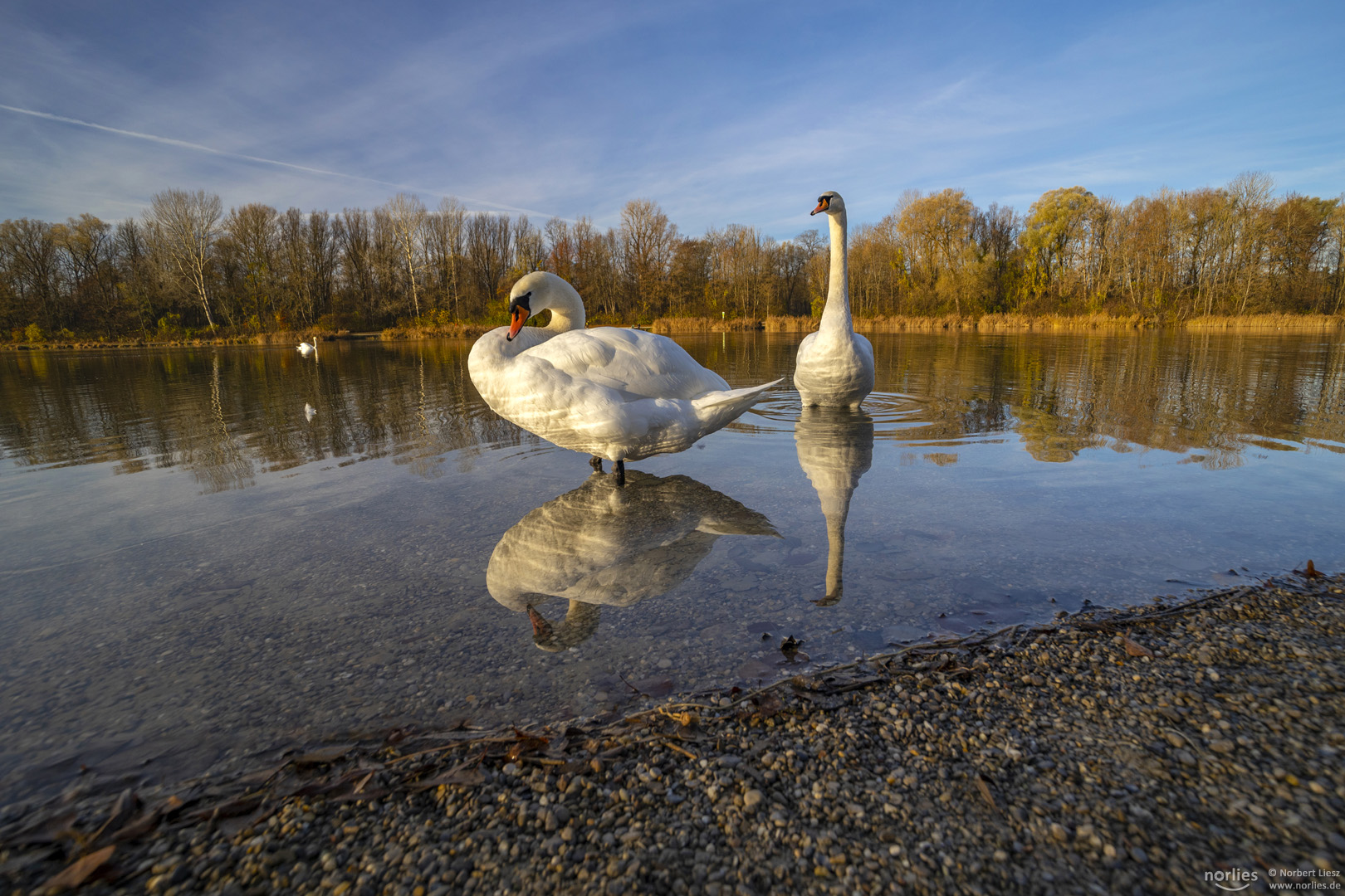 Schwäne am Kuhsee