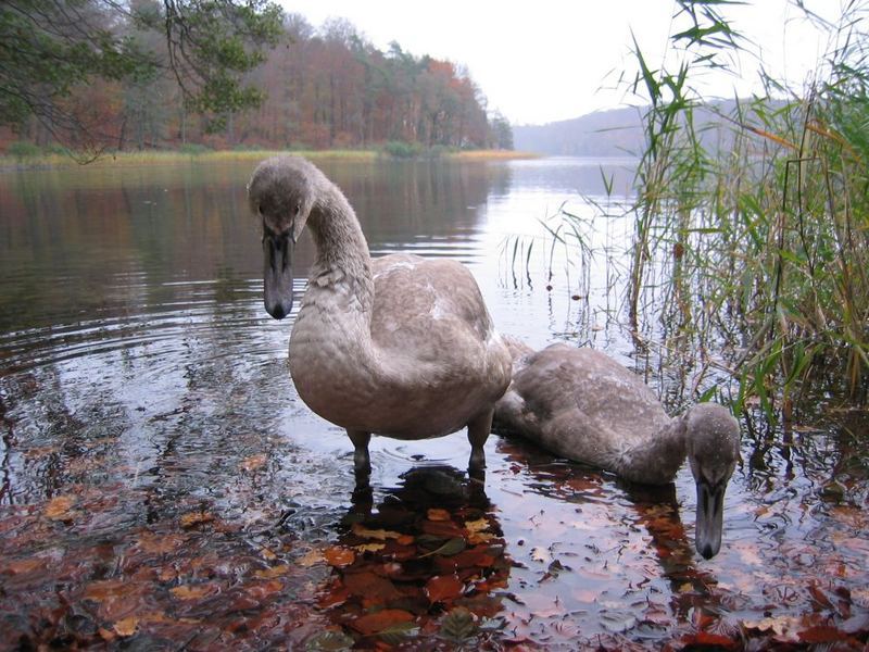 Schwäne am Liepnitzsee