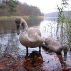 Schwäne am Liepnitzsee