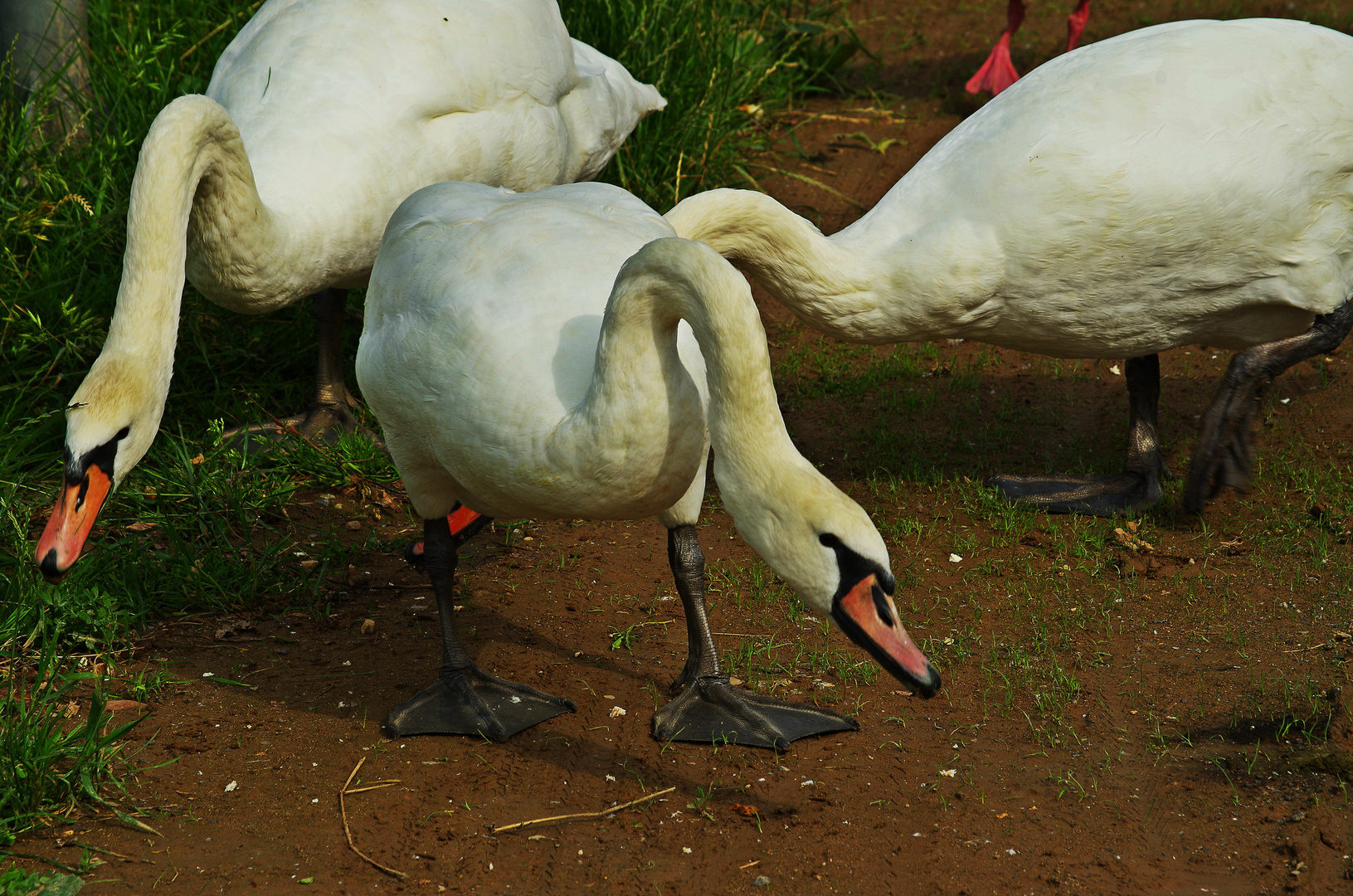 Schwäne am Main (Kleinostheim)