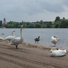 Schwäne am Neckarstrand bei Ladenburg.