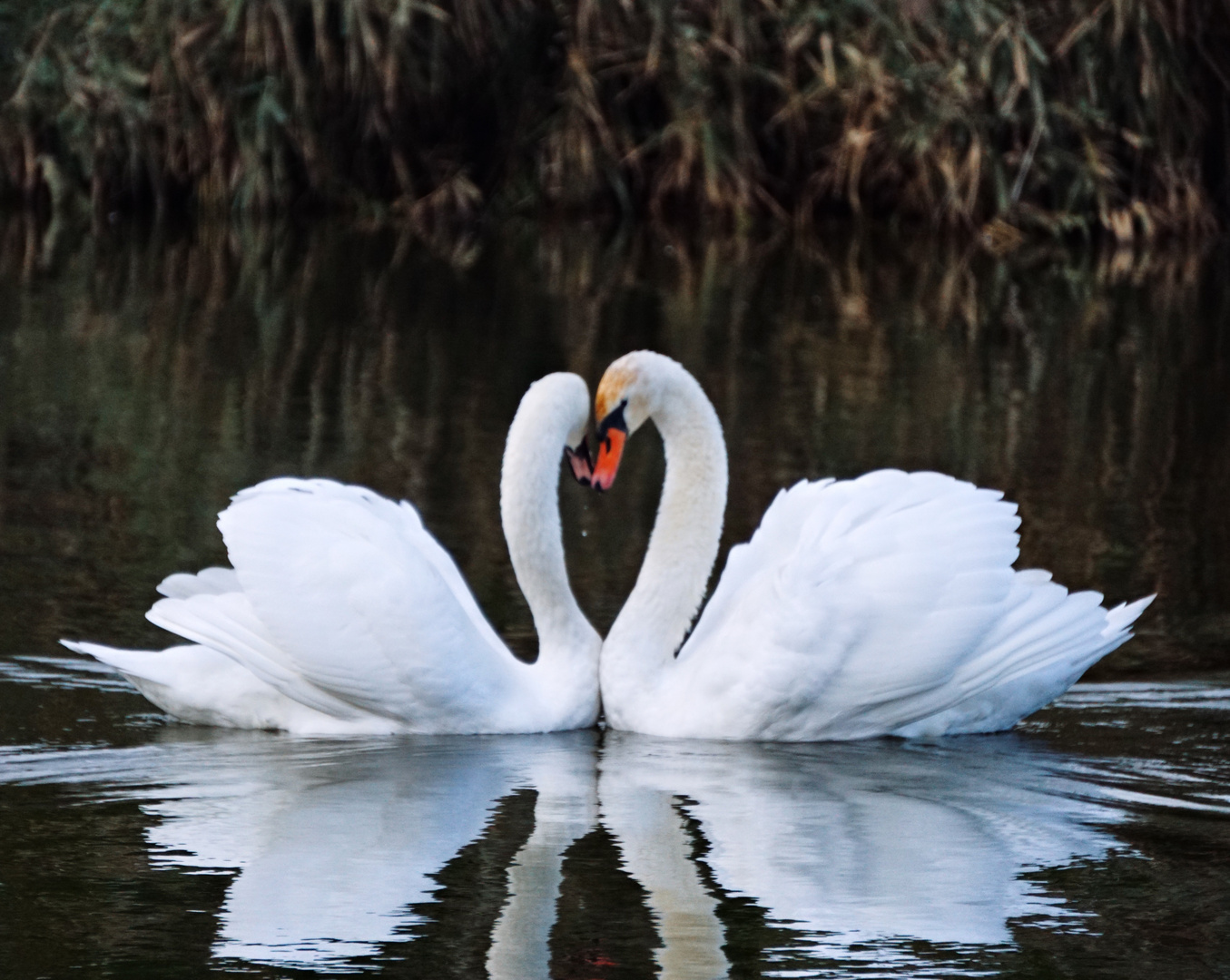 Schwäne am Reinheimer Teich 