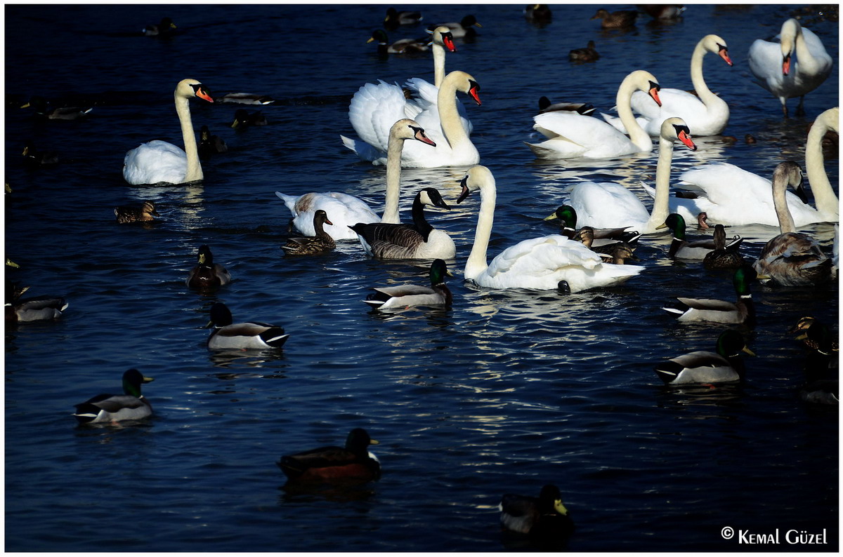 Schwäne am Rhein