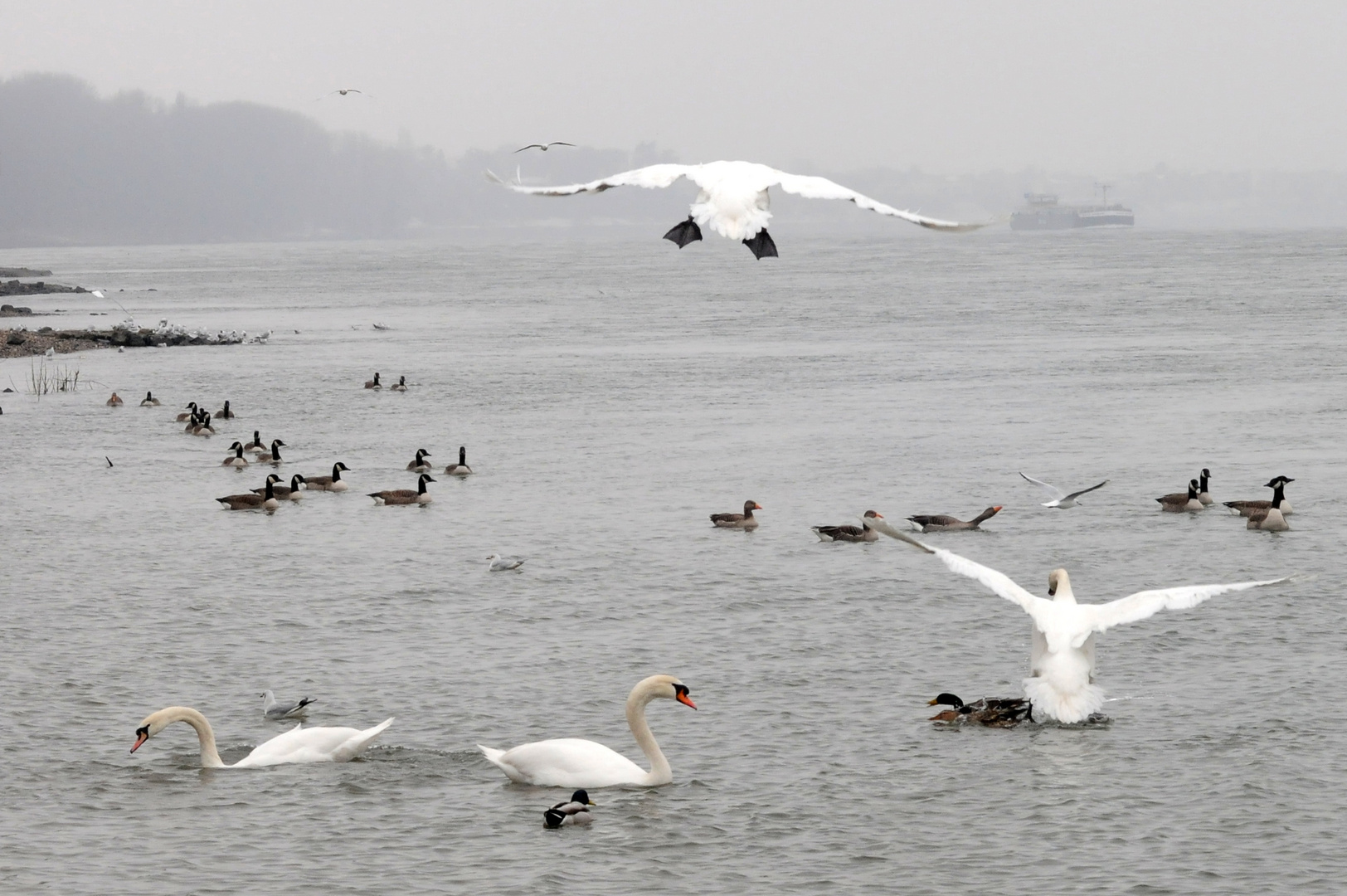 Schwäne am Rhein