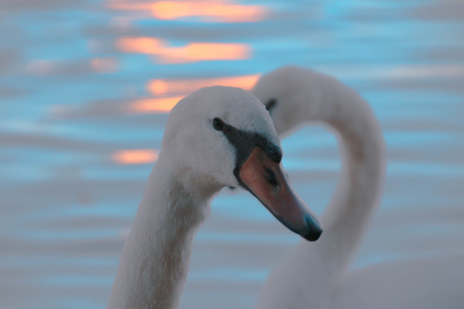 Schwäne am Rhein