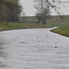 Schwäne am Rhein