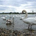 Schwäne am Rheinufer in Leverkusen-Hitdorf ...