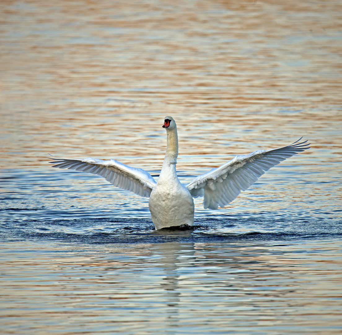 Schwäne am Riedsee -10-