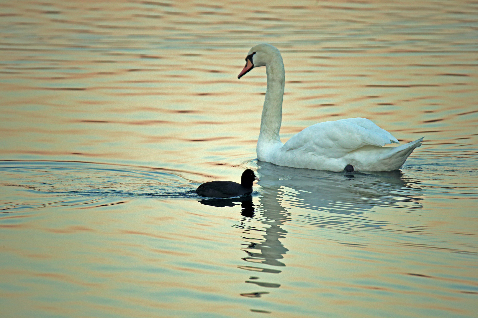 Schwäne am Riedsee -5-