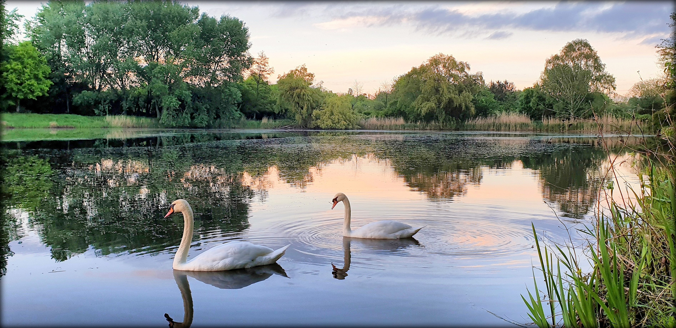 Schwäne am See