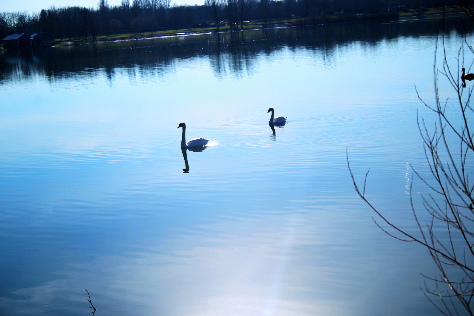 Schwäne am See 