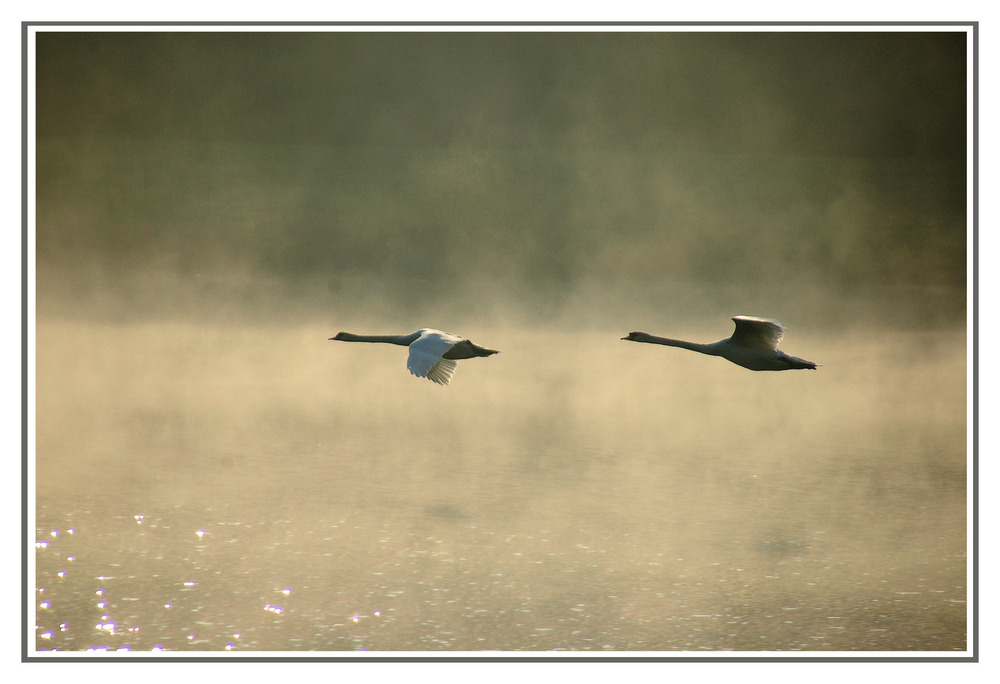 Schwäne am See